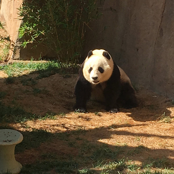 Panda at the San Diego Zoo