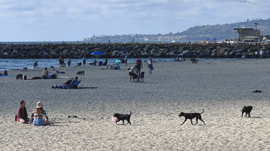 Dogs rounding around at Ocean Beach dog park