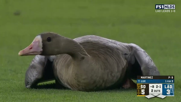 goose disrupts padres game
