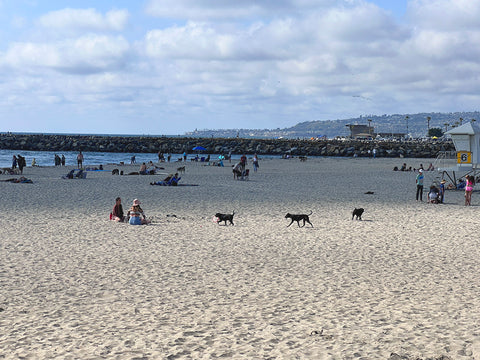 Dogs running and playing off-leash at Ocean Beach Dog Beach in San Diego, with waves and sand in the background.