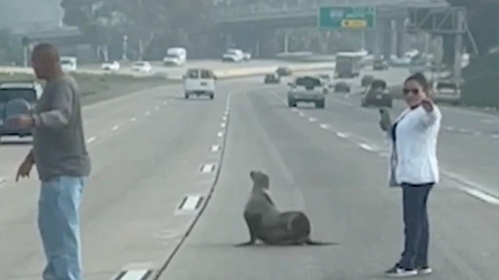 A seal that was lost on I-5