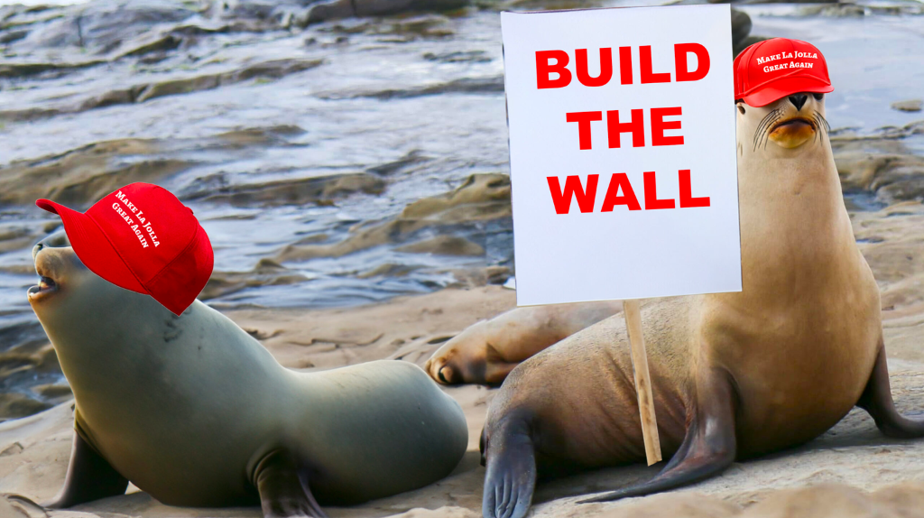 Sealions in San Diego wearing "Make La Jolla Great Again" hats with a "Build the Wall" protest sign