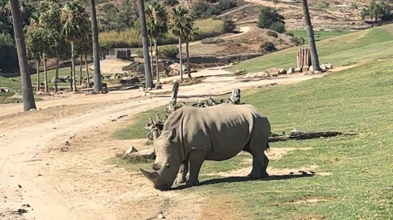 A rhino eating grass at the San Diego Zoo Safari 