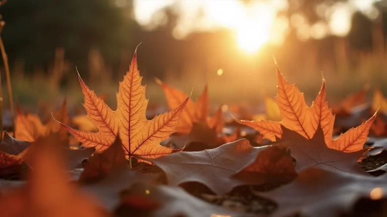 Picture of fallen leaves during Fall season